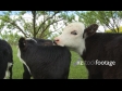 Calves 1630